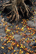 LS148 Mangrove Roots & Leaves